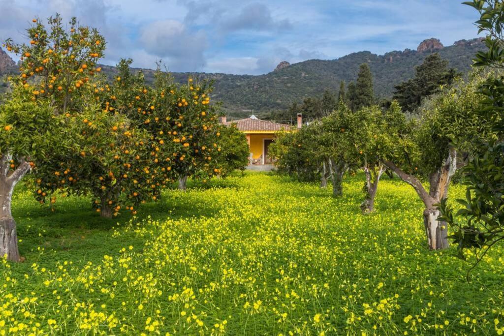 A Charming Country Cottage + Bikes And Kayaks Bosa Bagian luar foto