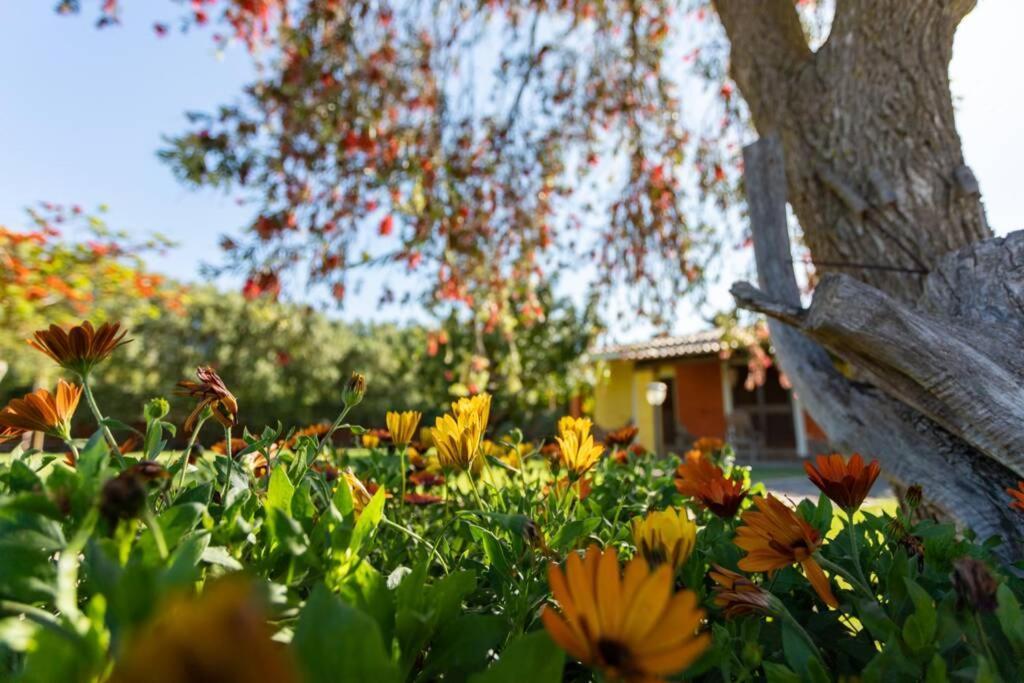 A Charming Country Cottage + Bikes And Kayaks Bosa Bagian luar foto